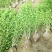 木槿树苗木槿花重瓣平条苗庭院绿化工程篱笆围墙花苗当年开花