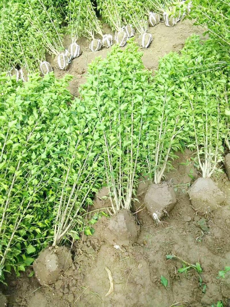 木槿树苗木槿花重瓣平条苗庭院绿化工程篱笆围墙花苗当年开花