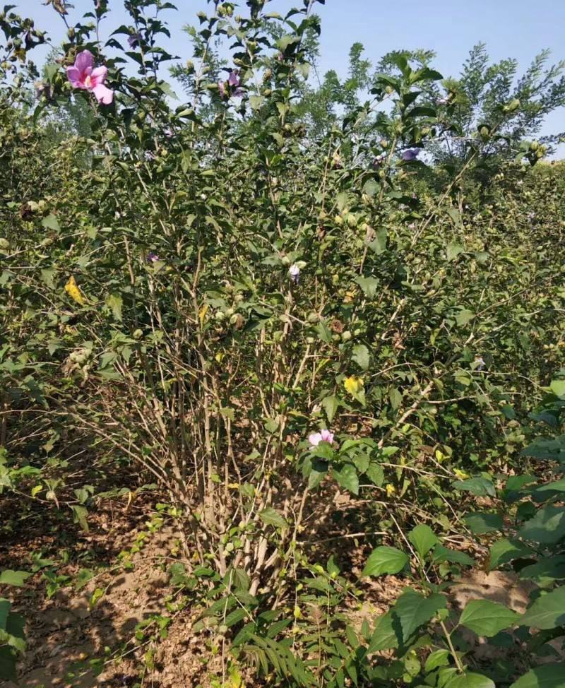 木槿树苗木槿花重瓣平条苗庭院绿化工程篱笆围墙花苗当年开花