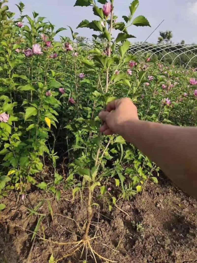 木槿树苗木槿花重瓣平条苗庭院绿化工程篱笆围墙花苗当年开花
