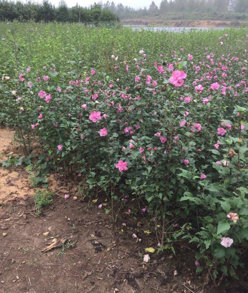 木槿树苗木槿花重瓣平条苗庭院绿化工程篱笆围墙花苗当年开花