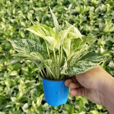 翡翠万年青盆栽室内观叶净化空气易养活大植物繁星彩叶吸甲醇
