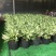翡翠万年青盆栽室内观叶净化空气易养活大植物繁星彩叶吸甲醇