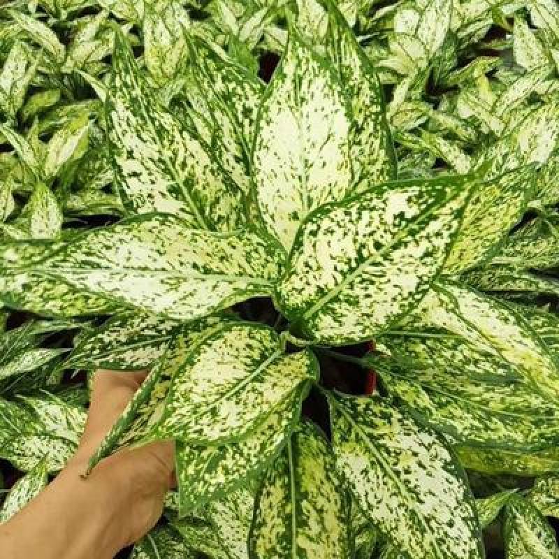 翡翠万年青盆栽室内观叶净化空气易养活大植物繁星彩叶吸甲醇