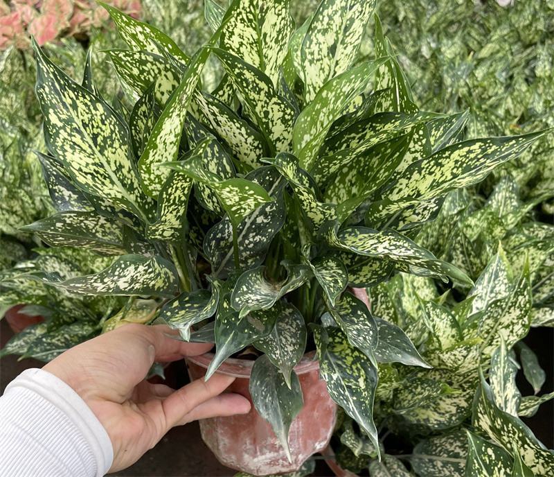 翡翠万年青盆栽室内观叶净化空气易养活大植物繁星彩叶吸甲醇