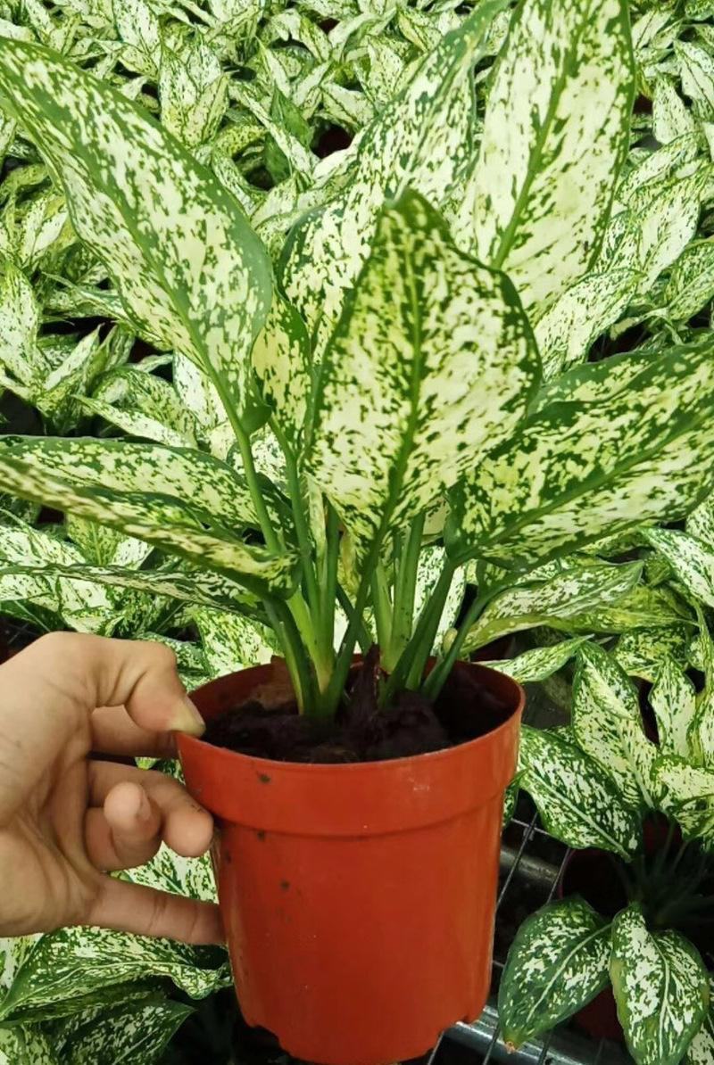 翡翠万年青盆栽室内观叶净化空气易养活大植物繁星彩叶吸甲醇