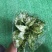 翡翠万年青盆栽室内观叶净化空气易养活大植物繁星彩叶吸甲醇