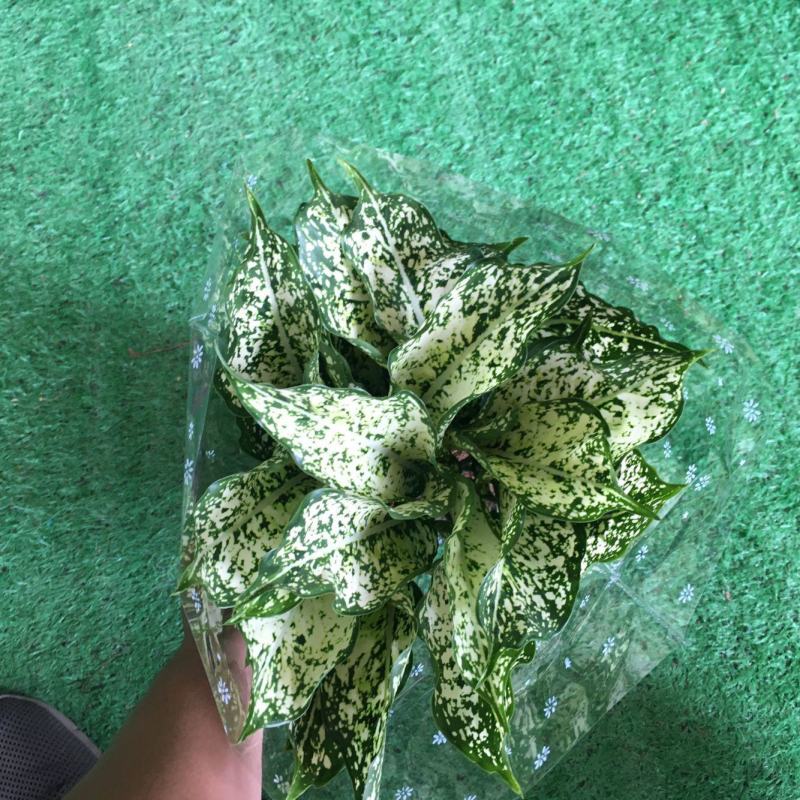 翡翠万年青盆栽室内观叶净化空气易养活大植物繁星彩叶吸甲醇