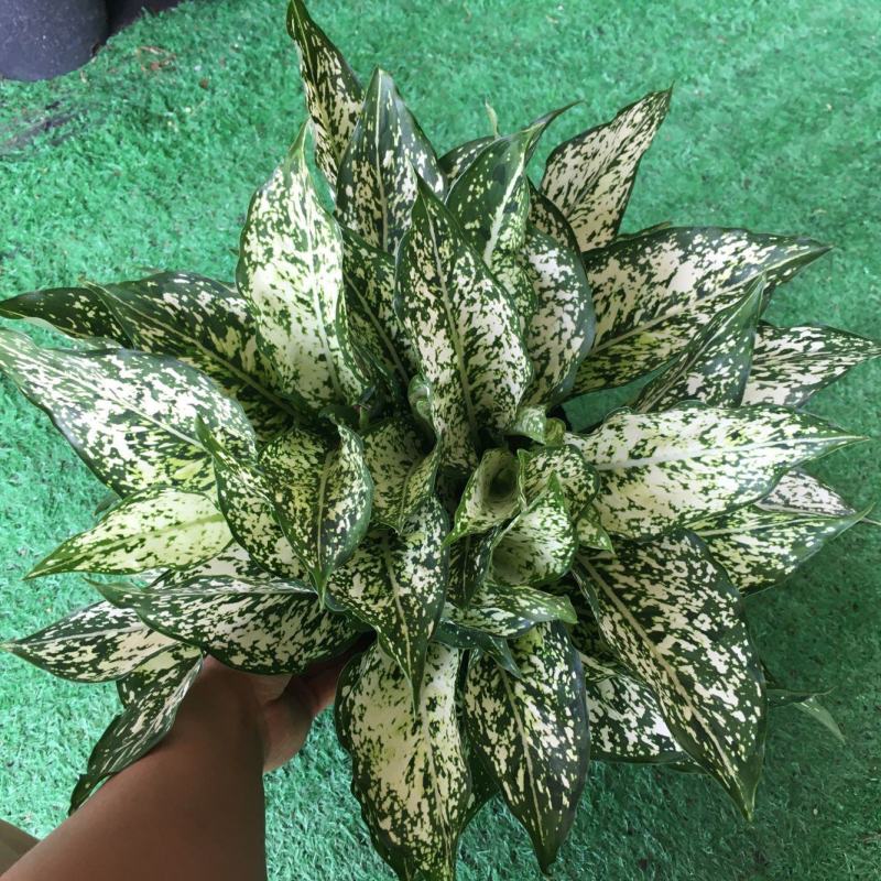 翡翠万年青盆栽室内观叶净化空气易养活大植物繁星彩叶吸甲醇