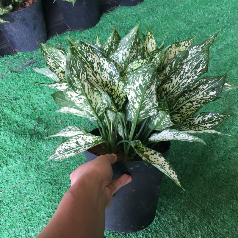 翡翠万年青盆栽室内观叶净化空气易养活大植物繁星彩叶吸甲醇