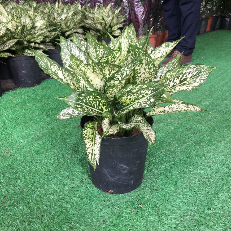 翡翠万年青盆栽室内观叶净化空气易养活大植物繁星彩叶吸甲醇