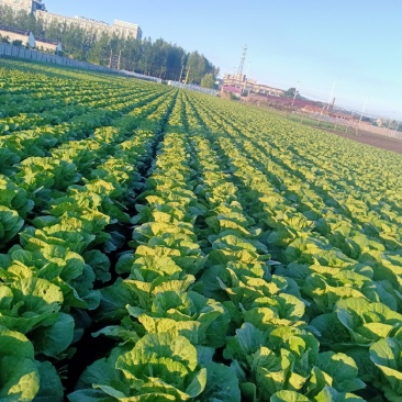预售黄心大白菜6月20号
