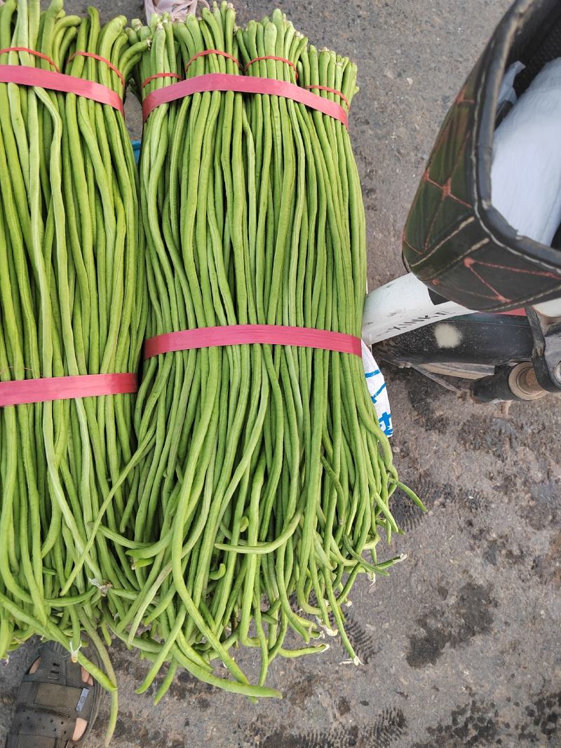 邯郸永年长豆角大量上市，颜色深绿，不抱豆，一手货源