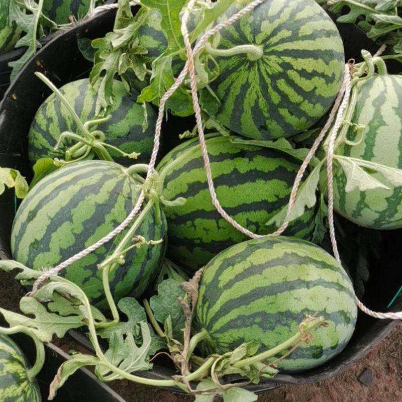 启东美都西瓜