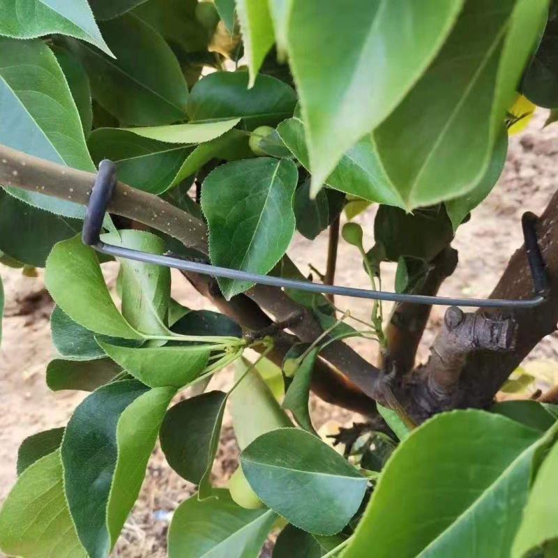 河北永德助果树拉枝器样品试用体验装改进型主干型S型M型