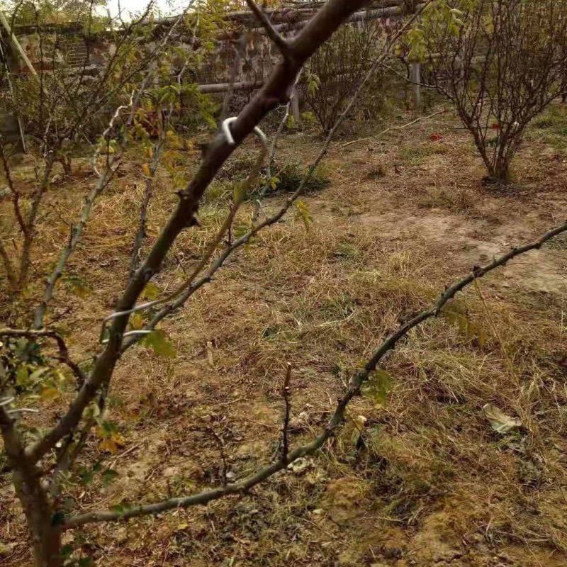 河北永德助改进型18厘米拉枝器开角器厂家直销全国发货