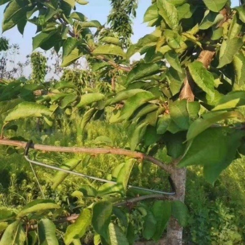 河北永德助改进型18厘米拉枝器开角器厂家直销全国发货