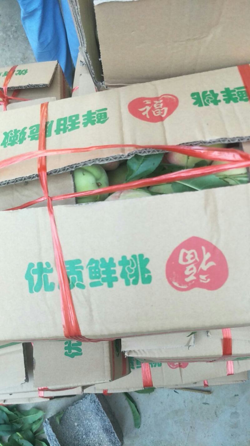 美脆桃,产地直销,口感脆甜,个头大,耐运输,大量供货。