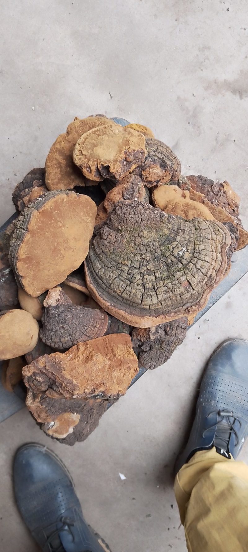 桑黄，深山采集正品好货，量不大，选货价高，均为统货价