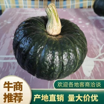 贝贝南瓜，惠和一号贝贝南瓜，麻仔贝贝南瓜