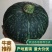 花板栗南瓜，甜栗南瓜，河北保定清苑南瓜基地