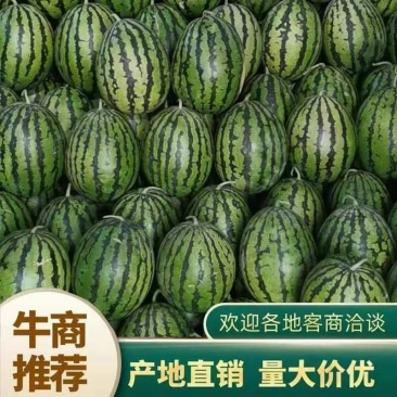 河北甜王西瓜10斤打底9成熟1茬皮薄汁多视频看货一手货源