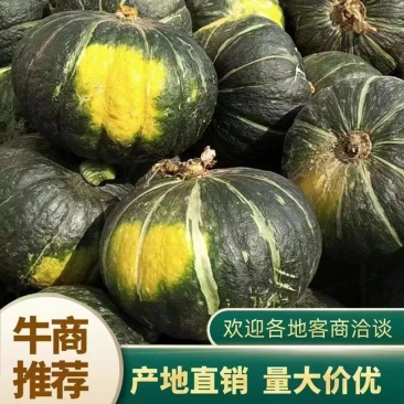 板栗南瓜，宝栗南瓜，绿宝栗南瓜。河北保定清苑南瓜