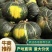 板栗南瓜，宝栗南瓜，绿宝栗南瓜。河北保定清苑南瓜