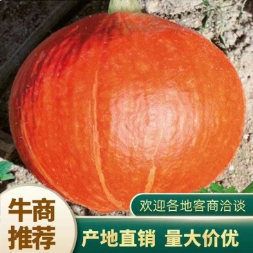 金丝瓜南瓜黄金二号南瓜质量保障量大从优视频看货诚信合作