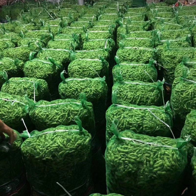 毛豆