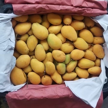 美团社区优选广西精品台农芒！贵妃产地直供