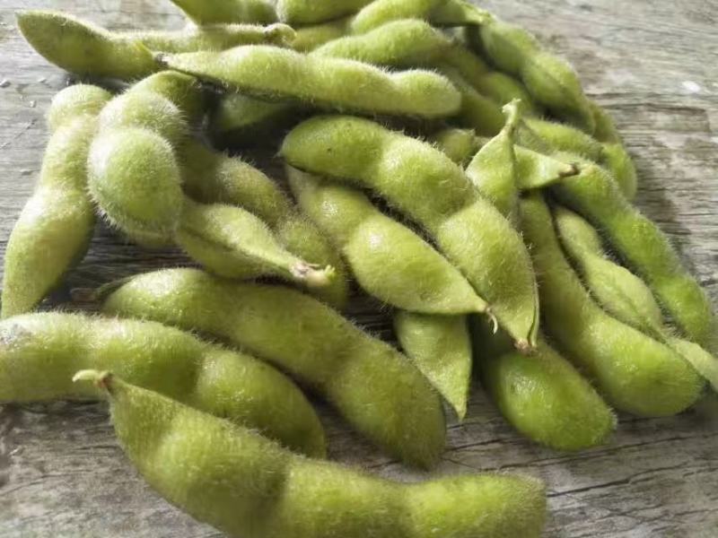毛豆