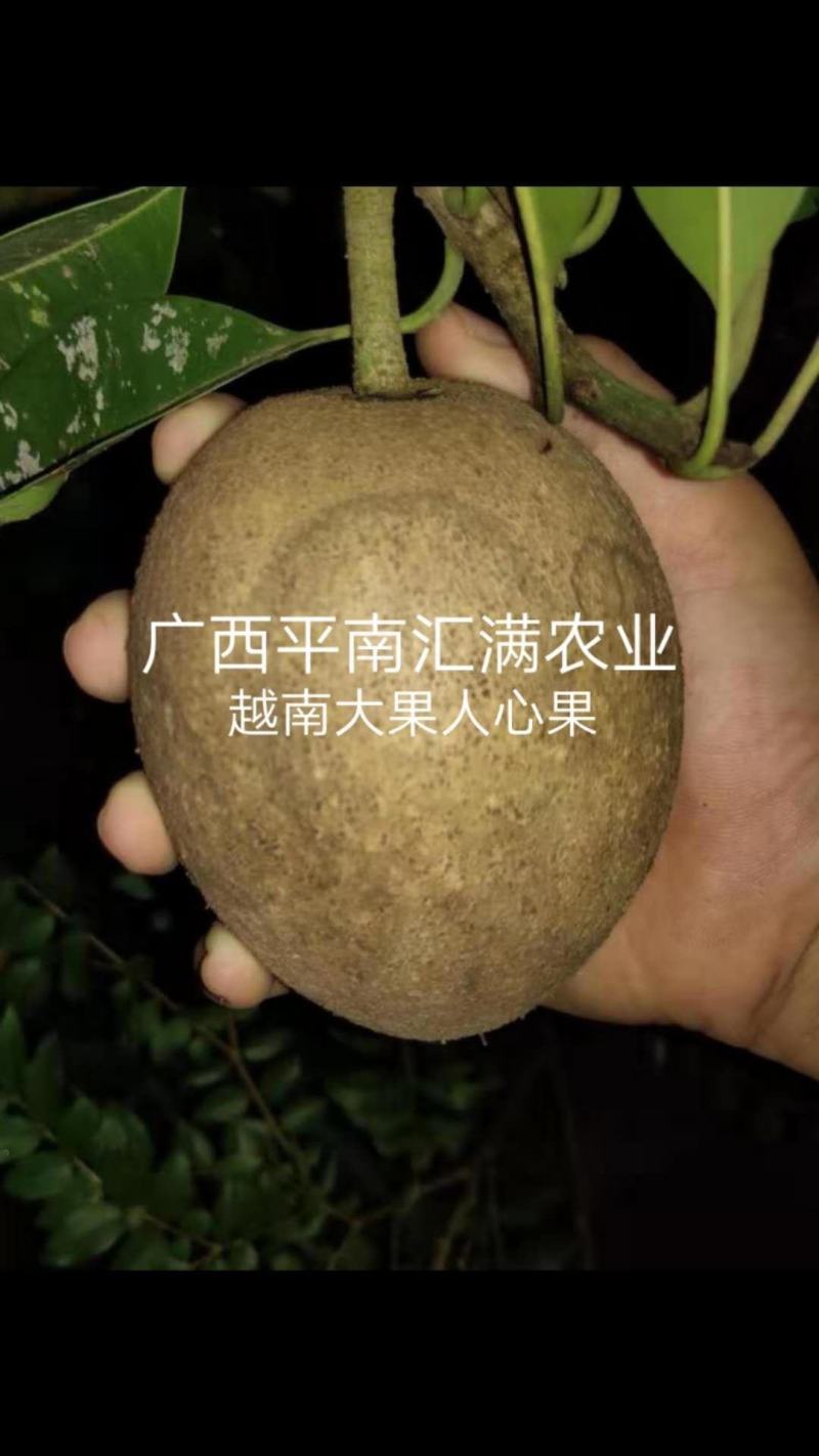 正宗越南大果人心果嫁接苗