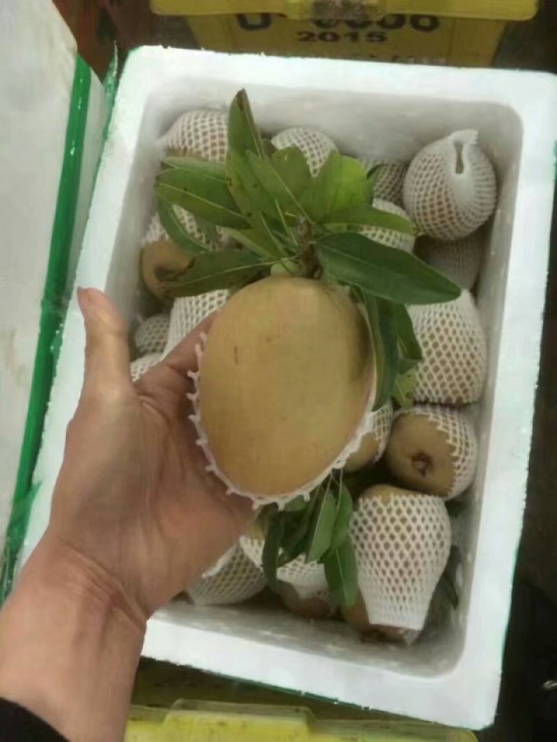 正宗越南大果人心果嫁接苗