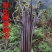 蕨菜干山野菜干蕨菜农家自制山蕨菜干货鲜嫩龙爪菜湖南
