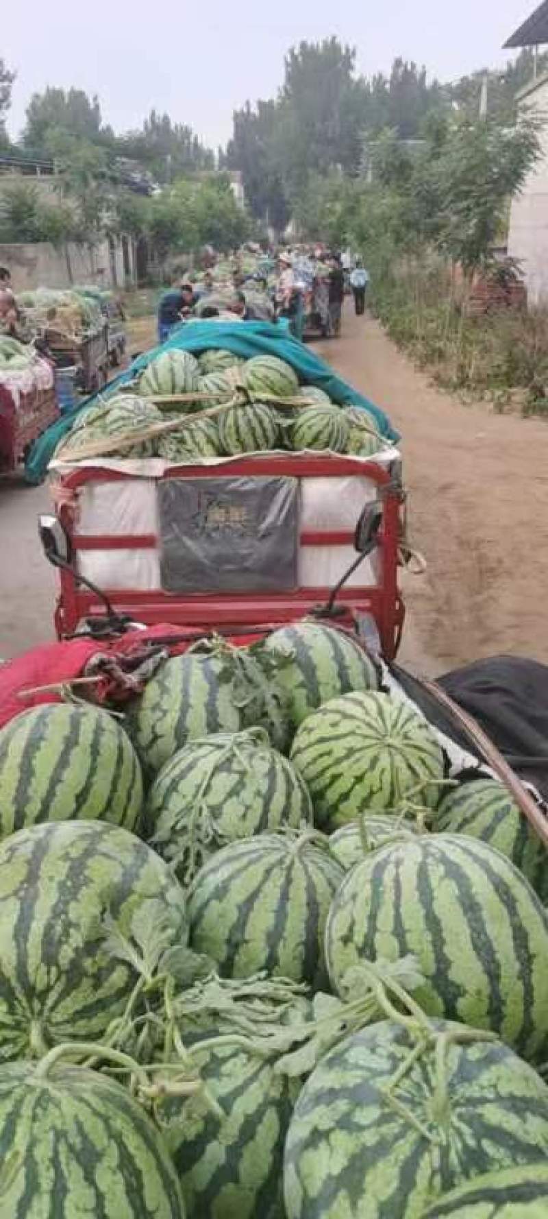 开封美都大量上市