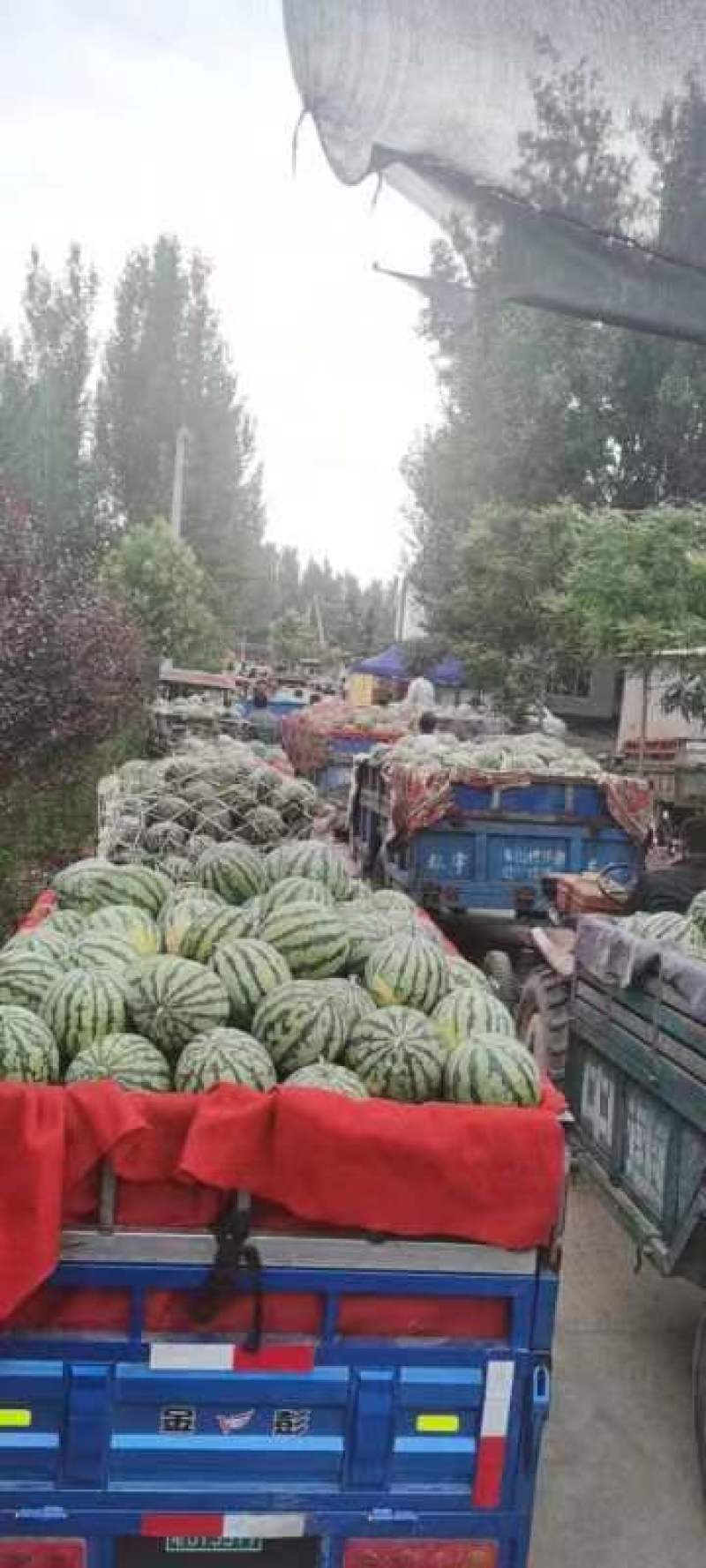 开封美都大量上市