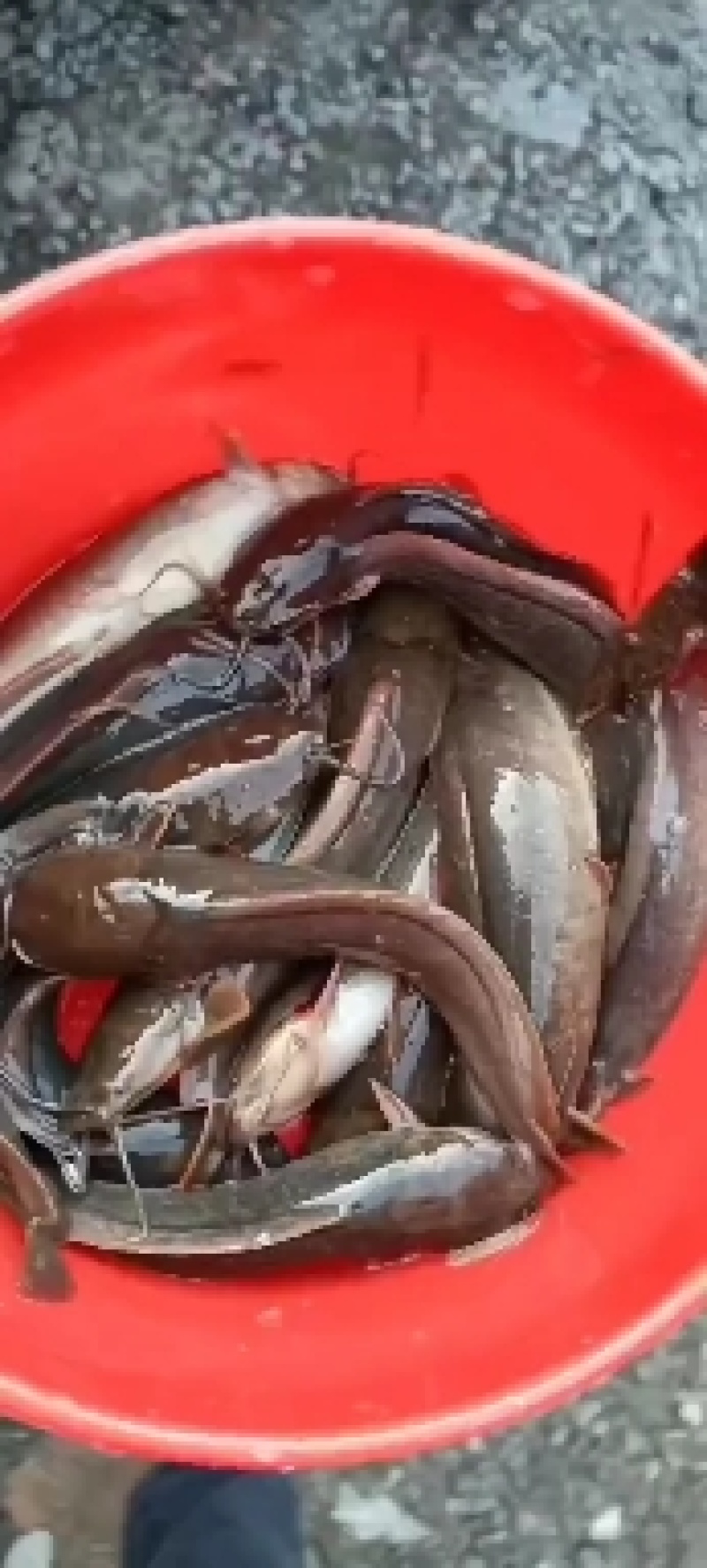 【鱼苗】本地塘鲺，又称塘角鱼，胡子鲶，免费技术指导