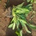 天人菊