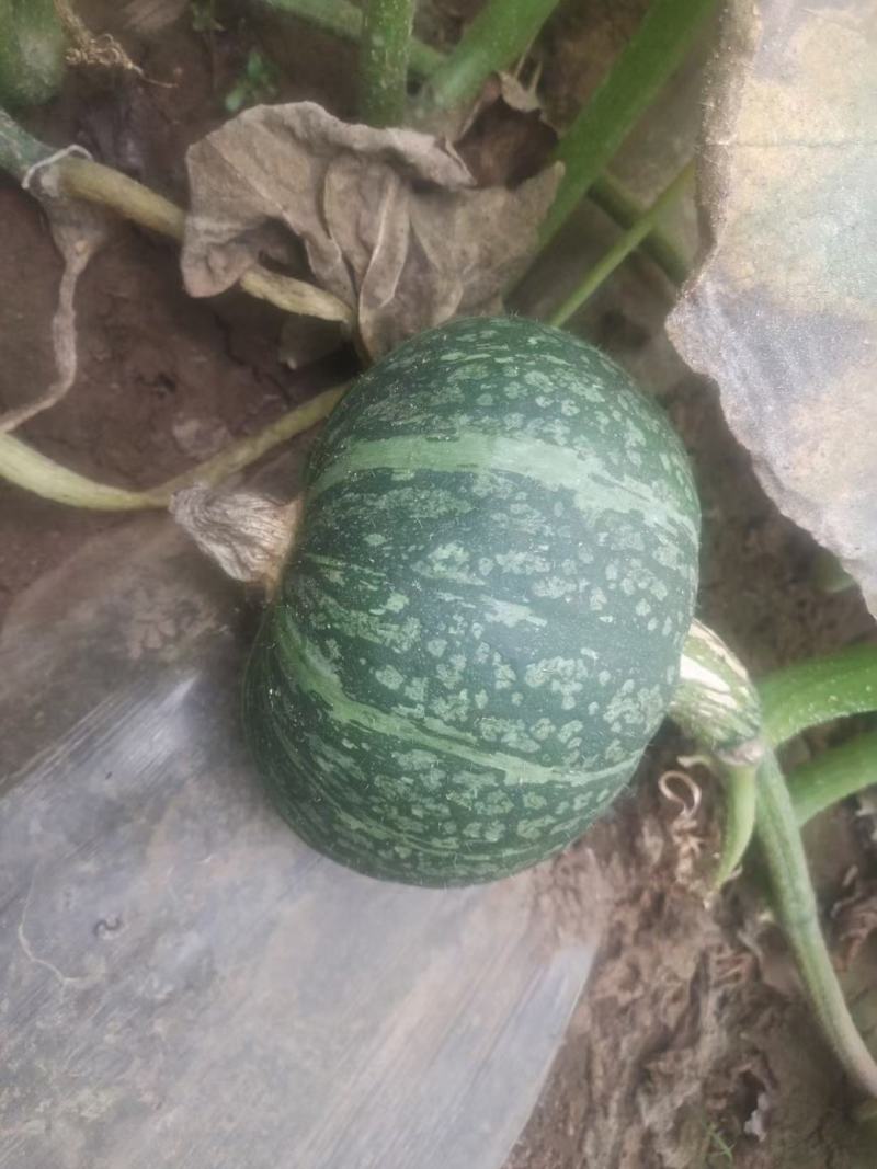 板栗南瓜大量上市！产地直发，货源充足！口感甜，糯！
