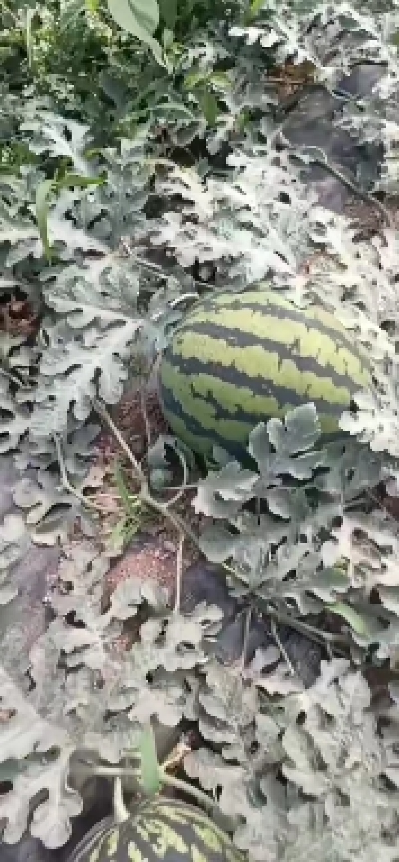 甜王