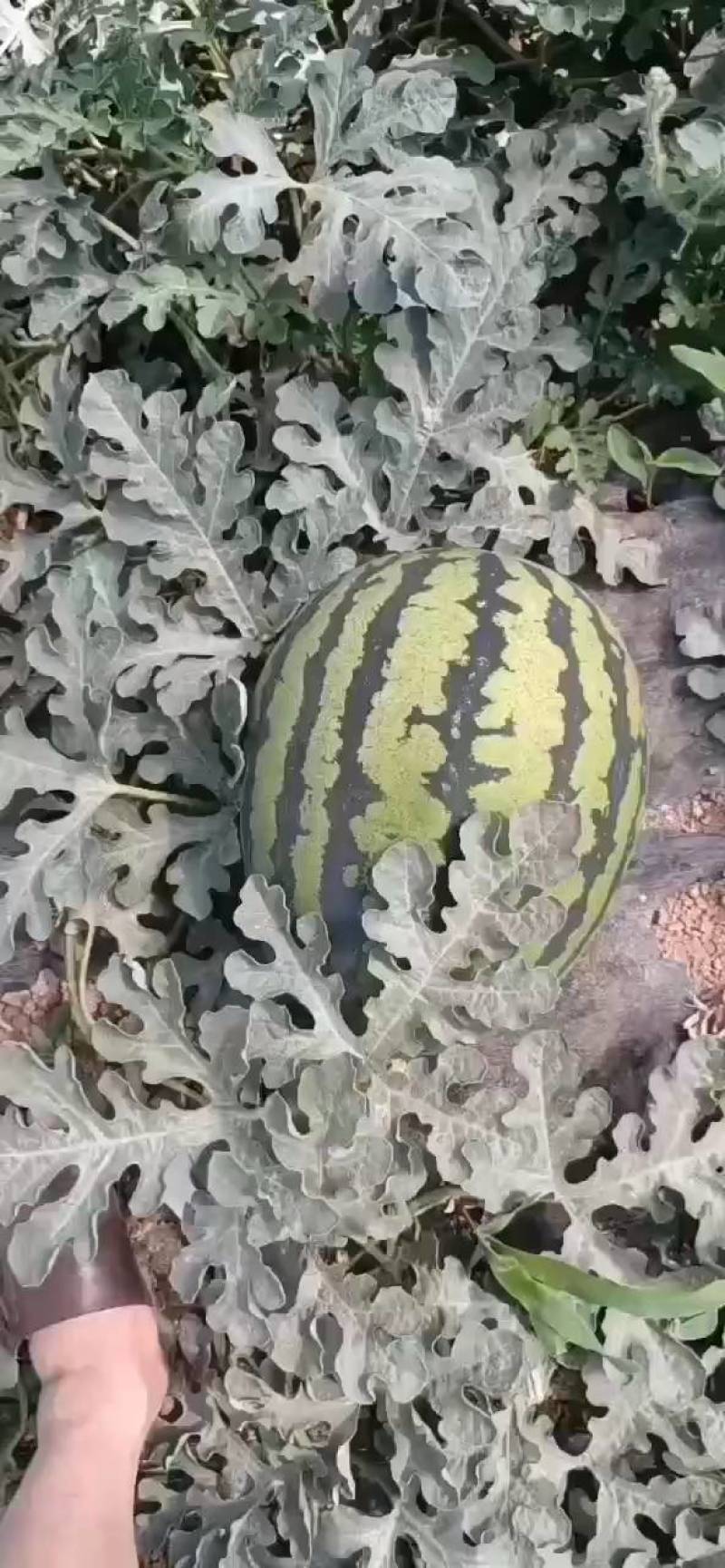 甜王
