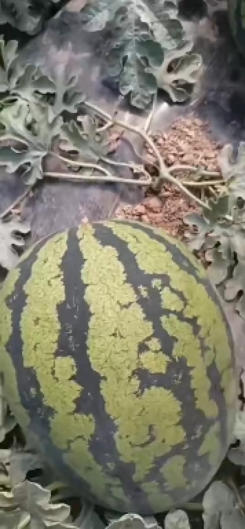 甜王