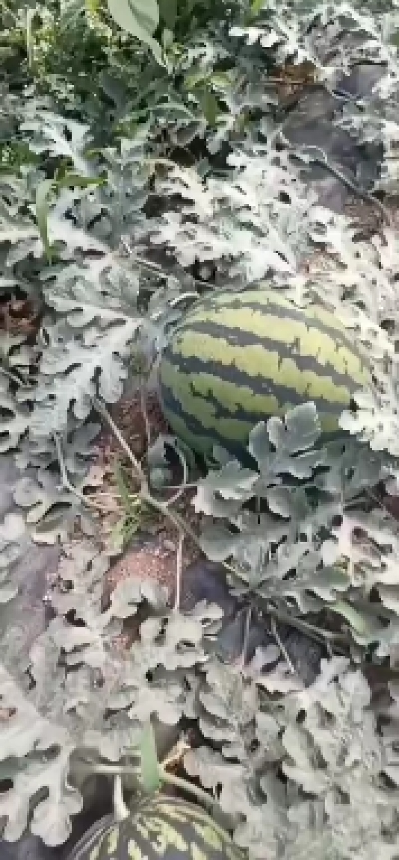 甜王