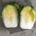 凌海精品黄心大白菜货源充足产地直销
