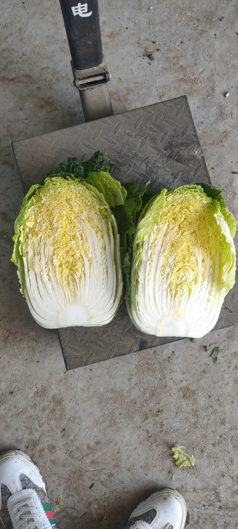 凌海精品黄心大白菜货源充足产地直销