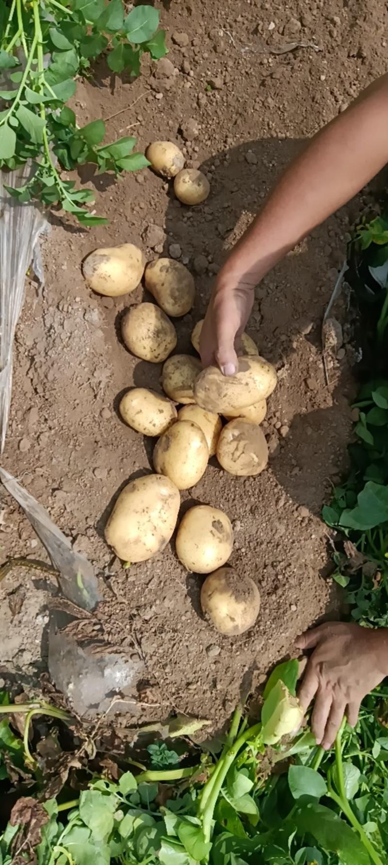 v7土豆，希森6，中薯5号沃土五号大基地种植欢迎实地考察