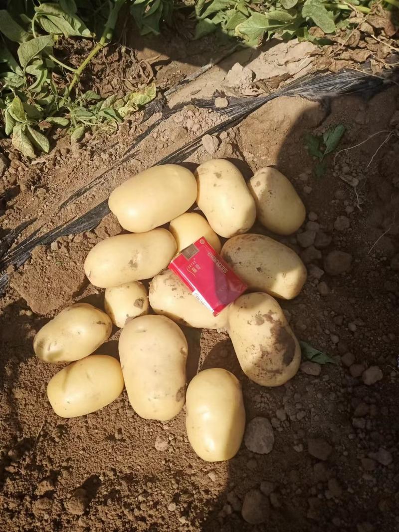 v7土豆，希森6，中薯5号沃土五号大基地种植欢迎实地考察