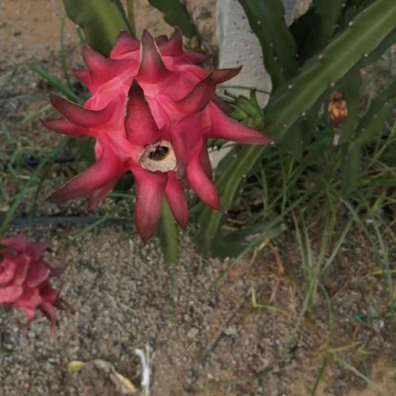 火龙果