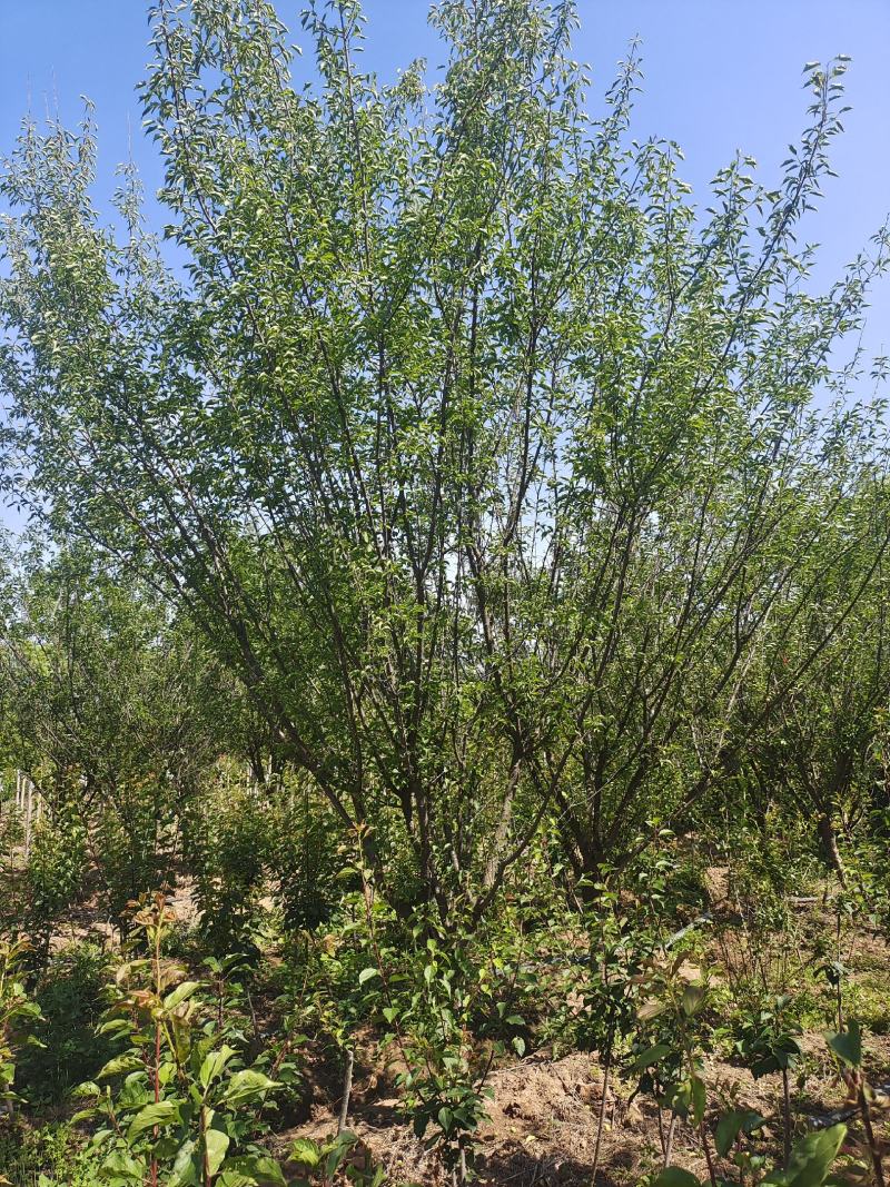 红梅，嫁接红梅，梅花，公园绿化